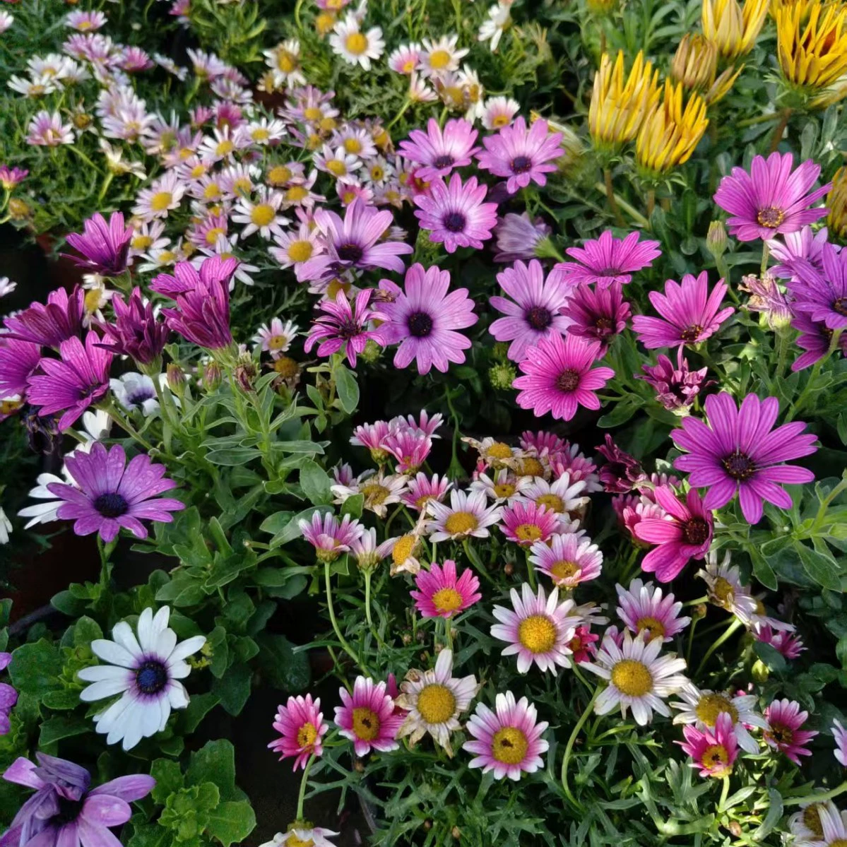 Четырехсезонное лиственное растение в горшке с бархатцами из Южной Африки, терпеливое и солнцезащитное, легко выживает. Яркий садовый тон