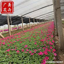 玫红色矮牵牛花花苗 花头大的矮牵牛花 山东青州矮牵牛花卉基地