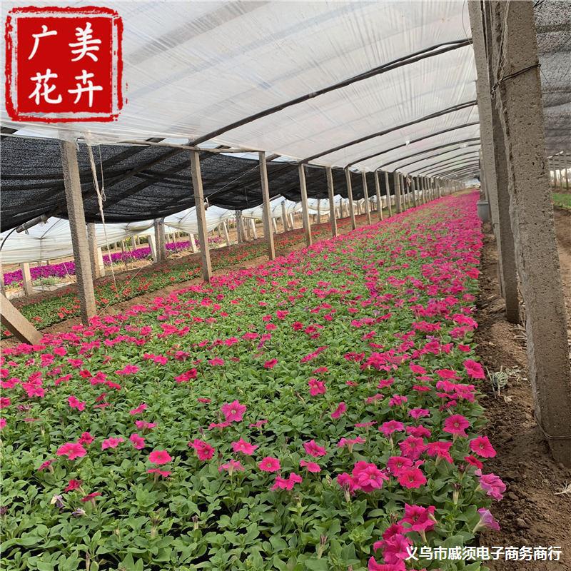 玫红色矮牵牛花花苗 花头大的矮牵牛花 山东青州矮牵牛花卉基地