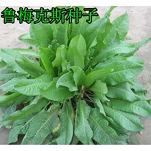 ��÷��˹�N�Ӷ��_˹��ϲ˷N�� ���� �����ݶ������ļ����ݷN��