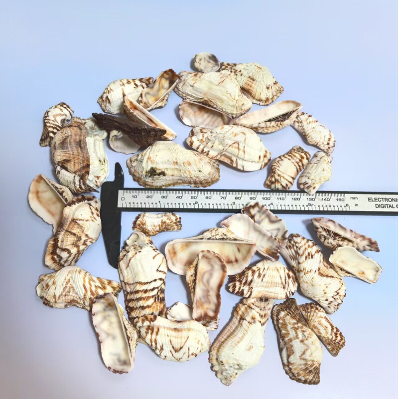 天然法螺貝 卸売供給源 魚水槽造園 工芸品 消耗品 1-10cm シェル|undefined