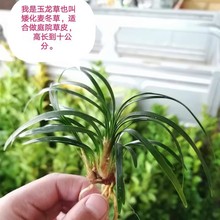 日本矮麦冬草苗耐寒别墅庭院园林绿化草坪植物带土麦冬草苗玉龙草