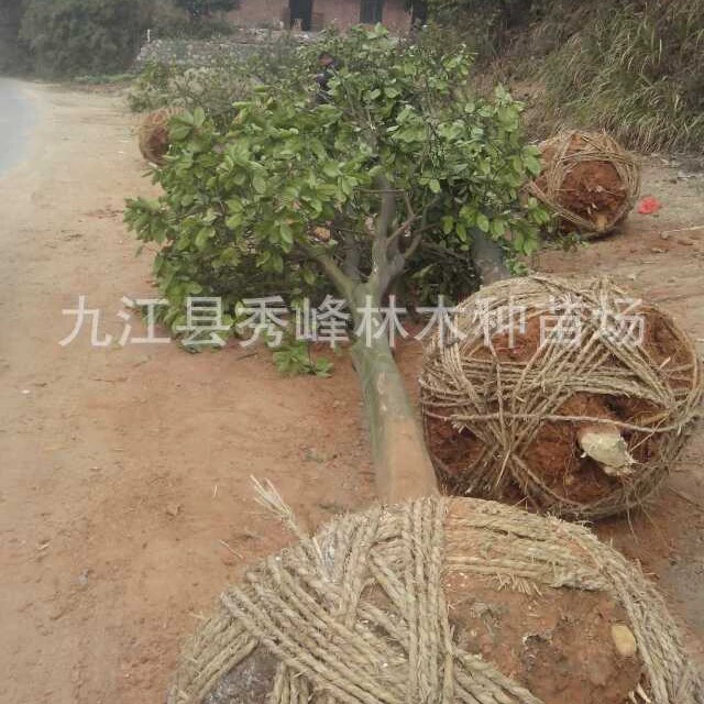 Поставка цитрусовых 8cm цитрон оптом цены на цитроновые деревья оптом цитроновые деревья 27cm цитрон 3cm