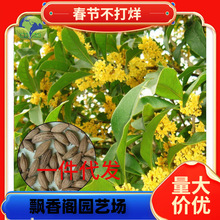 һ�����l�𻨷N�� ��� �y�� ���� ����� ��ɰ���ļ���N�� 20��