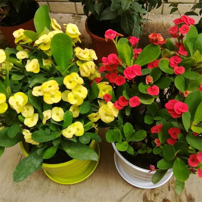 铁海棠虎刺梅海棠花盆栽花卉观花植物庭院花好养四季开花的花绿植