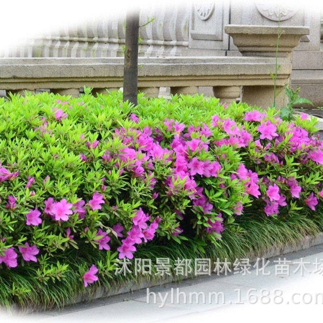 毛杜鹃苗夏鹃花卉四季常青庭院花园春鹃带土球花苗室外绿篱耐寒