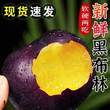 黄肉黑布林李子5斤新鲜当季现摘黑金刚恐龙蛋脆李子孕妇大果包邮1