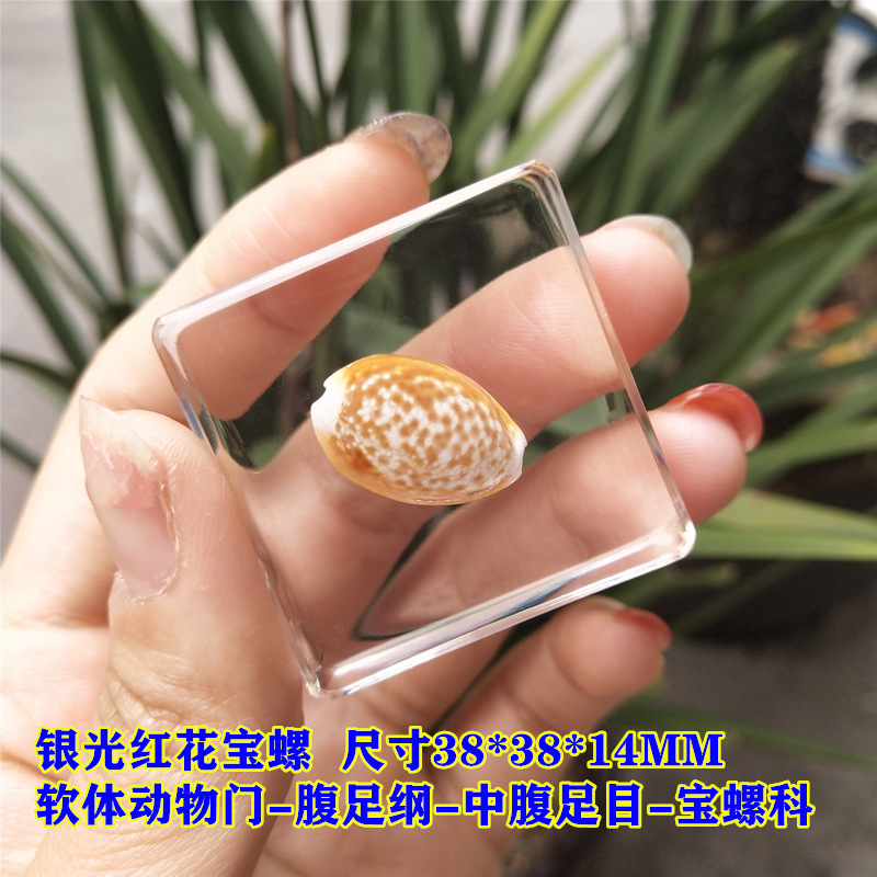 샴페인 컬러 실버 레드 꽃 달팽이