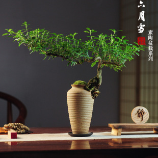 June Snow Bonsai Old Pile Potted Landscaping Small Ornaments Indoor Entrance Plants Chinese Tea Room Green Plants Florals Linggxing