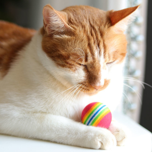 Cat toy rainbow ball, foamed striped colorful play ball, micro-elastic pet interactive supplies wholesale