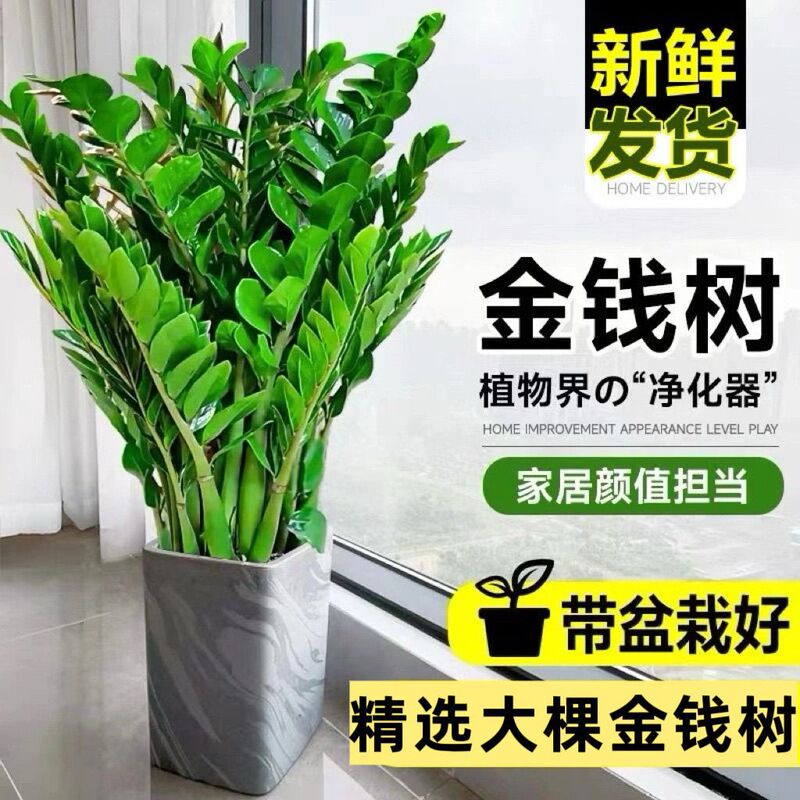 Money Tree Potted Plant Indoor Large Green Plant Money String Plant Living Room Evergreen Fortune Tree Bonsai Free Shipping Factory Money Tree Potted Plant Indoor Large Green Plant Money String Plant Living Room Evergreen Fortune Tree Bonsai Free Shipping Factory
