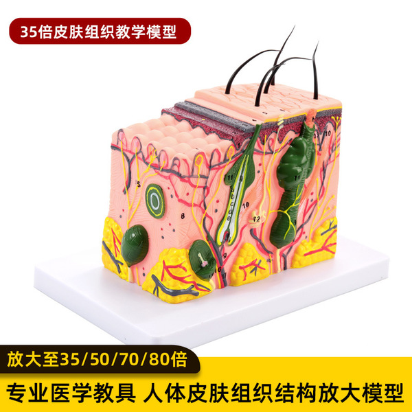 Physiological medicine postoperative three dimensional skin…