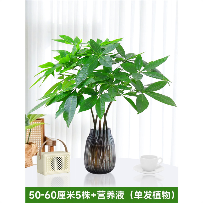 50-60cm 머니트리 [단일식물 5종] 영양액 1팩 포함