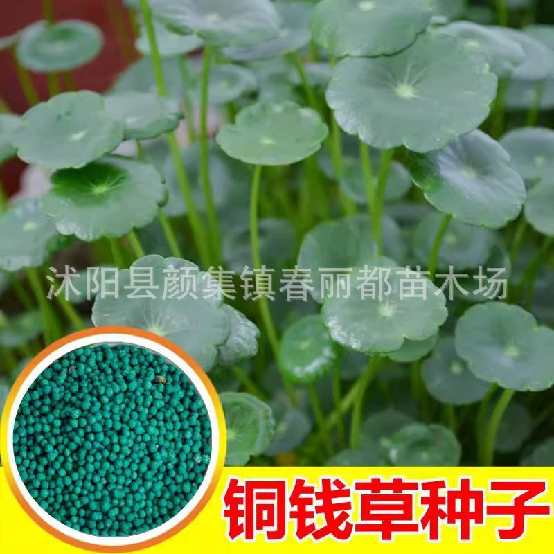 Кросс-граничный оптовый электронный коммерческий товар: специальные водные семена для гидропонных растений, цветочные горшки для комнатных вечнозеленых растений, семена монетной травы.