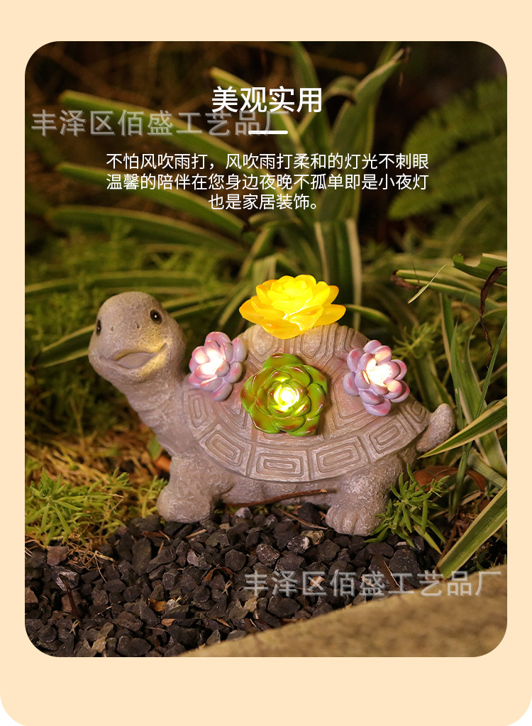 多肉乌龟_05.jpg
