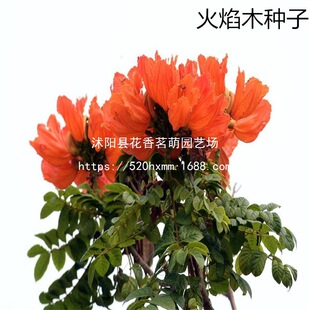 ɢ�b���|����ľ�N�� �����N�� ���޻���ľֲ����ľ�N�����l�N��
