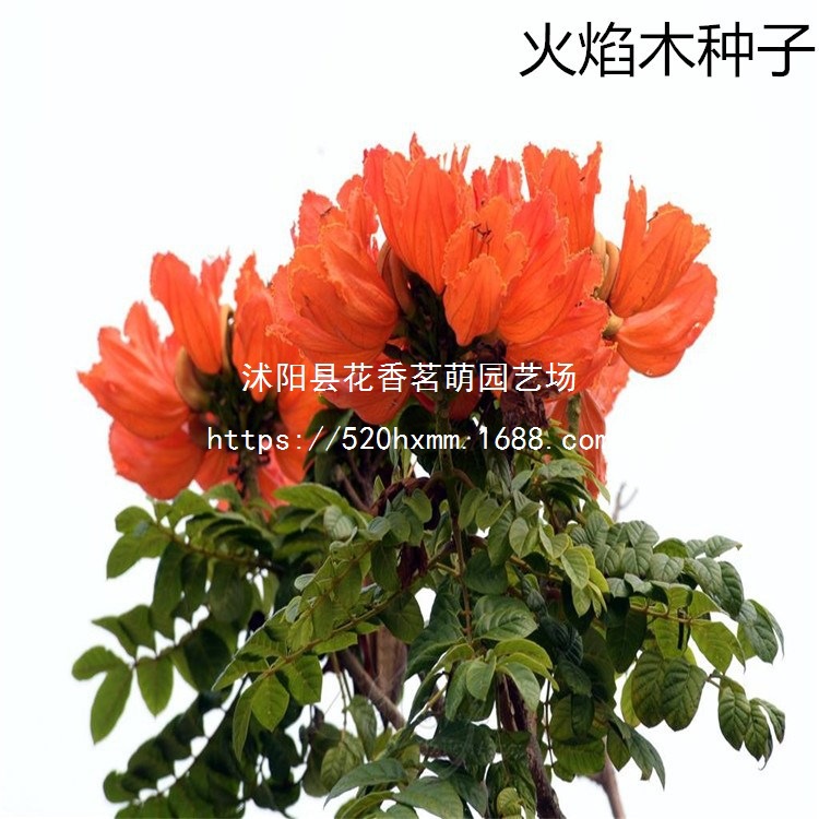 散装优质火焰木种子 火焰树种子 澳洲火焰木植物林木种子批发销售