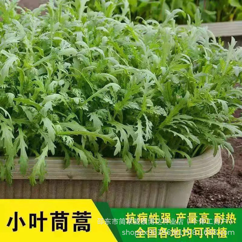小叶茼蒿种子大全农家茼蒿种籽菜籽四季皇帝菜种苗青菜蔬菜新种子