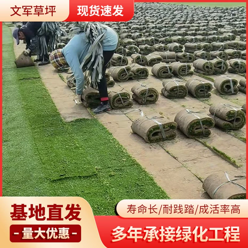 Бермудские острова Газон с грязью Настоящая лужайка Детский сад Футбольное поле на открытом воздухе Свадебный зеленый газон Райская трава