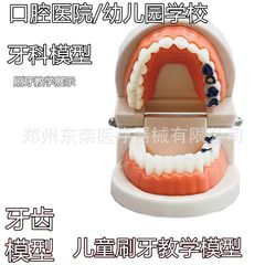 標準的な歯の模型の歯の模型の教育の入れ歯の幼稚園は歯を磨く練習の歯の穴の模型を持ちます。