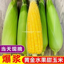 牛奶甜玉米棒一件10生吃批发2水果玉米爆浆新鲜厂家现摘斤斤玉米