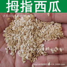 拇指西瓜种子 盆栽花卉 迷你小西瓜种子 1件=1斤