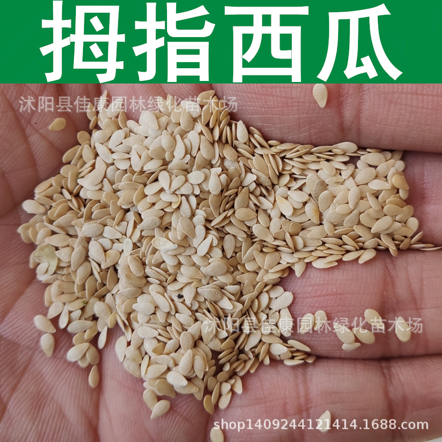 拇指西瓜种子 盆栽花卉 迷你小西瓜种子 1件=1斤