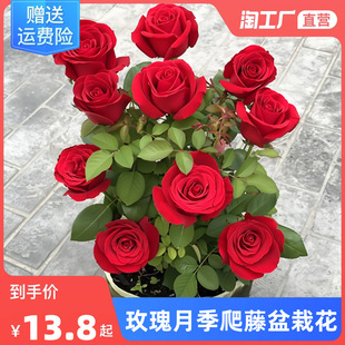 Dropshipping Rose Seedlings Blooming in All Seasons Potted Flower Plants Rose Flower Old Pile Rose Sapling Rose