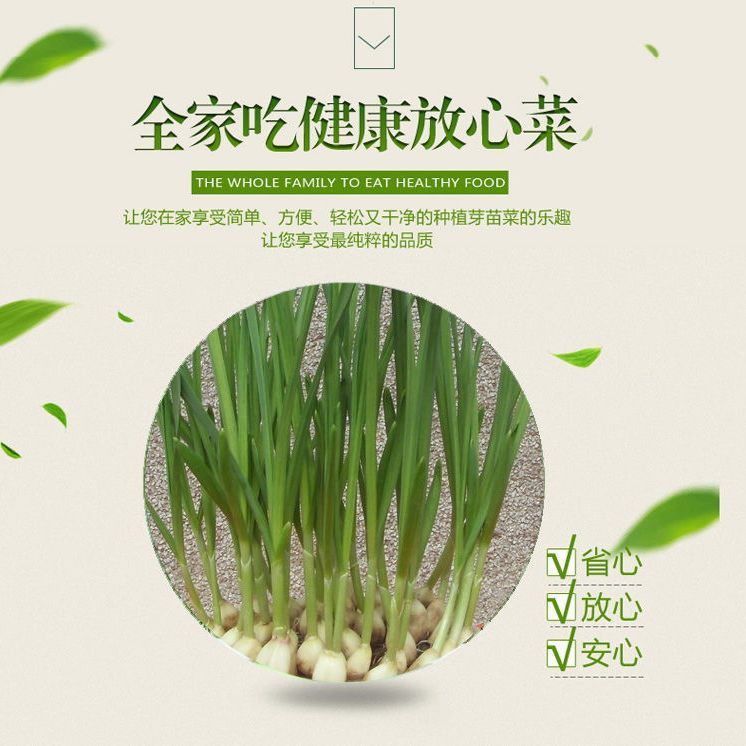 발코니 마늘 모종 냄비, 마늘 심기 트레이, 마늘 재배 트레이, 수경 마늘 심기 냄비, 마늘 모종 트레이