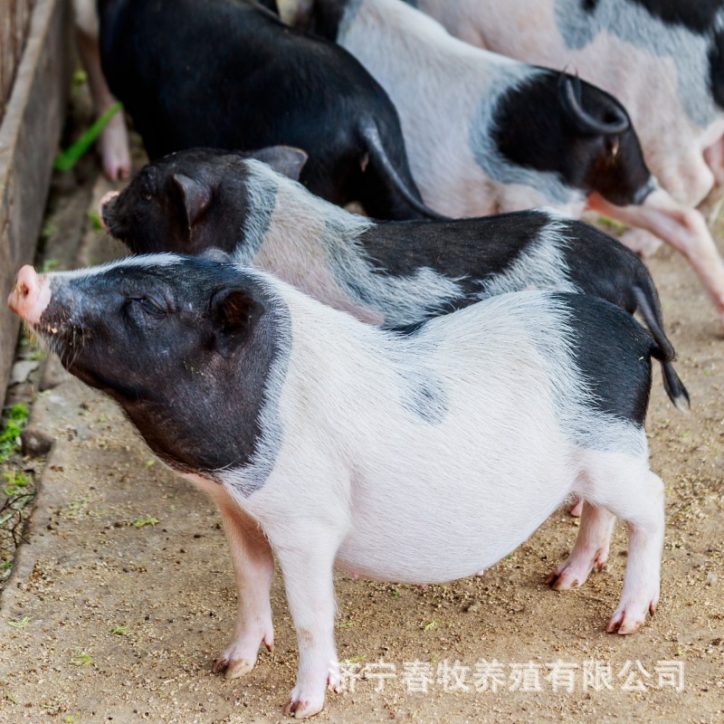 小香猪活体批发 广西巴马香猪多少钱一只 哪里有卖巴马小香猪的