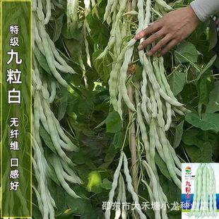 ������ժ����ܿ���N�����l��ȫԭ�b�ײ����ļ����˷N���ﶬ�ͺ�