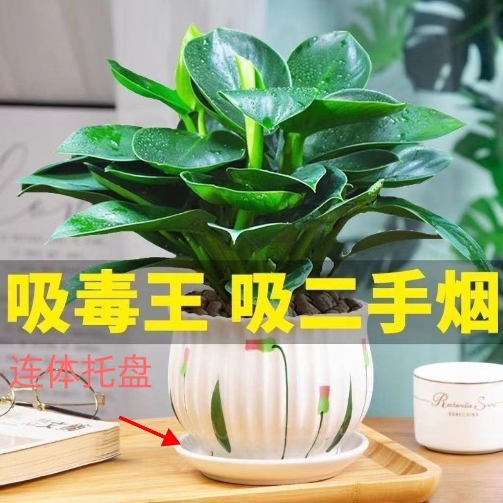 20-30CM 금 다이아몬드 3개 + 튤립 세라믹 냄비 + 비료