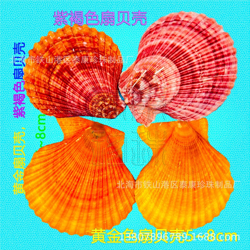 Natural Color Fan Shell Wholesale Fuchsia Yellow Fan Shell Retail Gift with 280 Pieces Free Shipping
