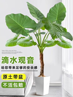 ��ˮ�^���Gֲ���~�Ϙ��k��ˮ��Gֲ�҃ȴ��Ϳ͏d��������ͥԺ�辰