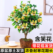 ��Ц�������Ϙ����玧�����҃��̨�ļ��������ͺ�����ֲ���㽶��