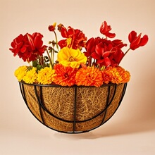 �Fˇ�젝����30cm����ٻ���ɫ�F�����ڒ�@�����bN���ܻ��@