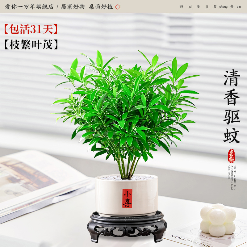 [100% 긍정적 리뷰] 모기퇴치 대나무와 편백나무 + 샤오시 도자기 대야 + 원형 베이스 (포장석 + 캠프장 포함)