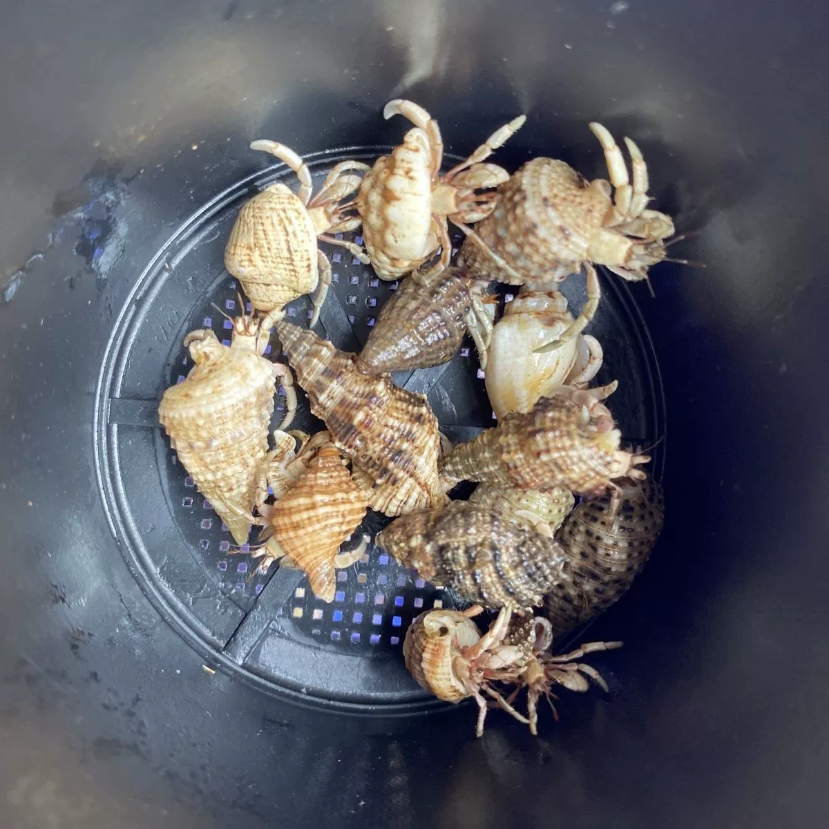 Земной морской улиточный краб? (terrestrial hermit crab)