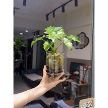 ̦�\�������A�����ֹ���]�Gֲ�҃����ֲ�����溆�s�L������