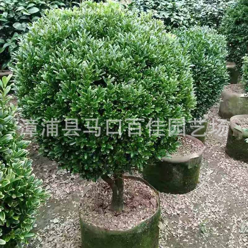 ȸ�������ӻ��СҶ�����򣬸߶�1�ס��۸�150-400