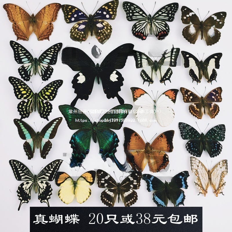 真蝴蝶标本未展翅原蝶杂蝶昆虫幼儿园教学收藏摄影道具包邮田园