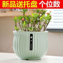 批發陶瓷花盆帶托盤ins風高顏值蝴蝶蘭盆景盆陽台多肉盆一件代發