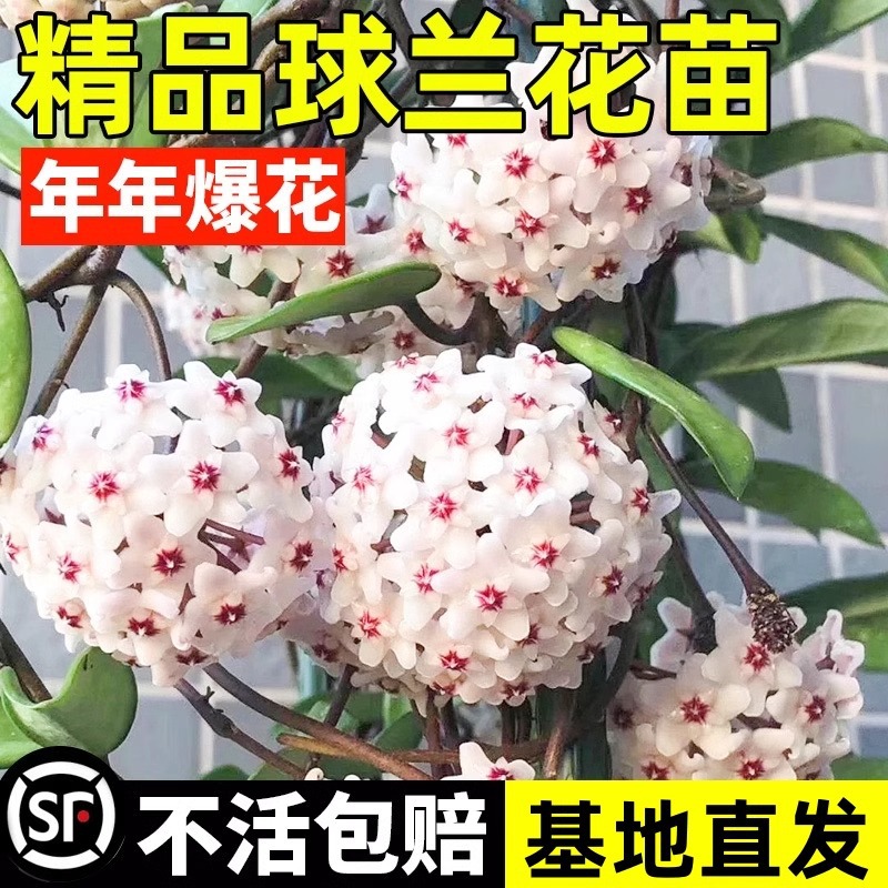 球兰盆栽室内带花大苗羊脂玉球兰花卉贝拉卷心叶攀援爬藤垂吊植物