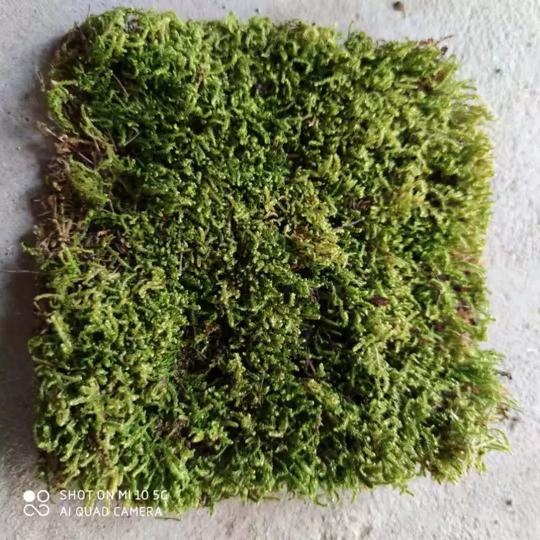 Сад двор пейзаж мох Горшечное растение зеленое растение тротуар растение стена мох инженерное озеленение Большой Серый мох