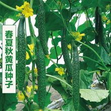 �S�ϷN�Ӻ��m�M�� �����͟� ˮ�S�ϷN�������Gȿ�ļ��߮a�̨����