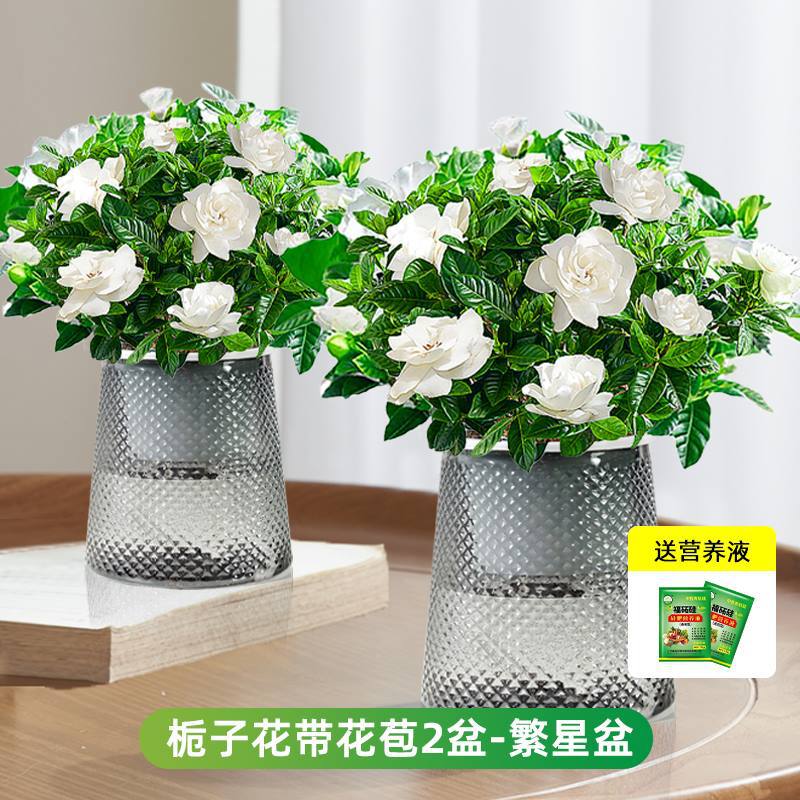 [두 화분 특별 제공] 부티크 90#싹이 있는 치자나무(별화분) + 영양액