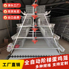 养鸡阶梯蛋鸡笼铁丝笼传送带自动清粪鸡食槽自动饮水养殖设备