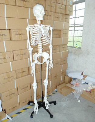170CM人体女性骨骼女人骨架女骷髅骨骸影视道具瑜伽摆设静物绘画|ms