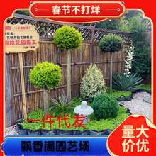 һ����������Ů������Ǵ�������СҶ����Ů����������ͷ��׮��԰