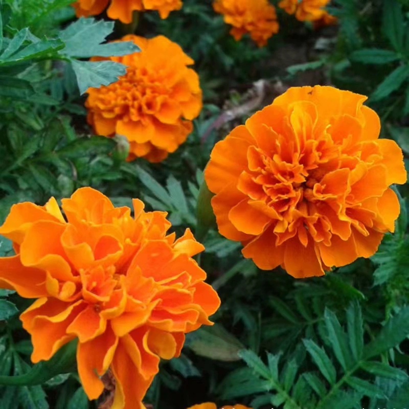 Павлиньи травы цветочные семена Four Seasons посев и цветение легко жить озеленение ландшафта морозостойкие цветы балкон двор цветочные семена